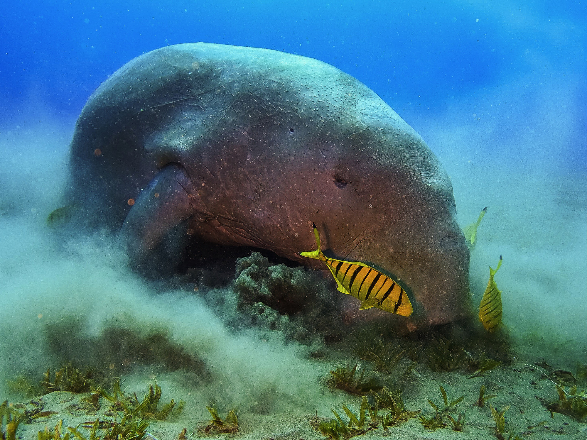 Diving with Sea Cow