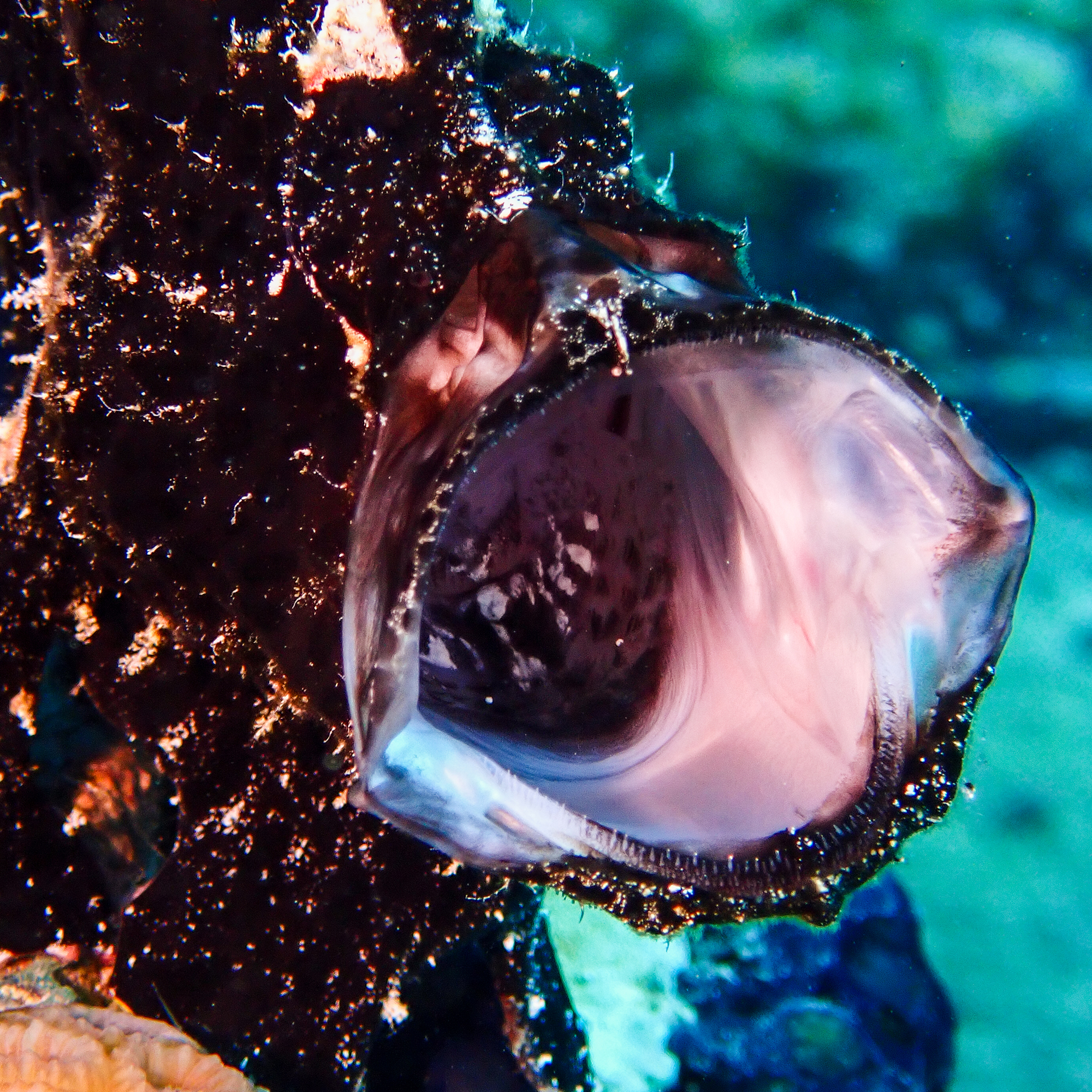 Frog Fish at Makadi Bay House Reef