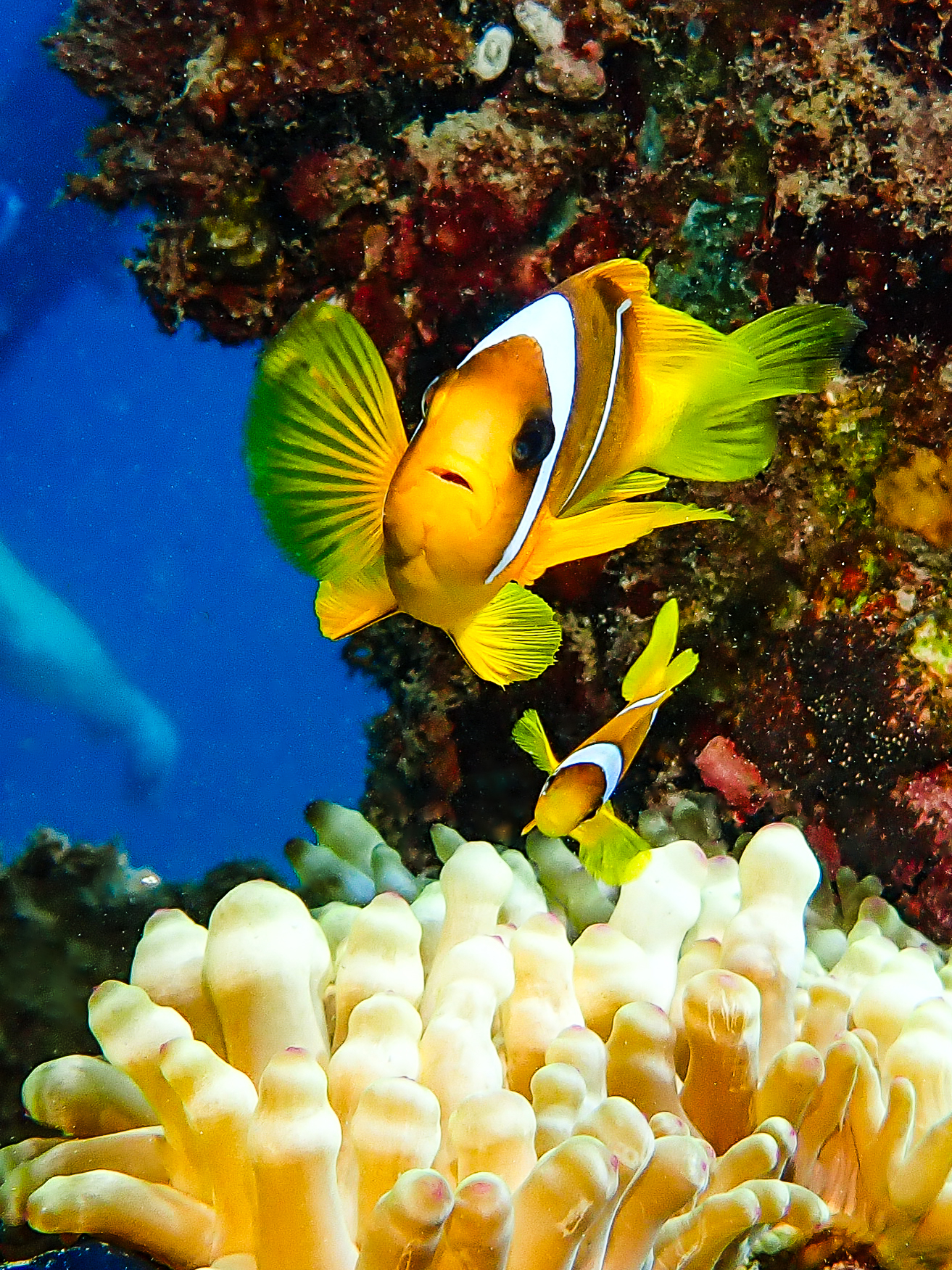 Nemo Fish at Makadi Bay House Reef