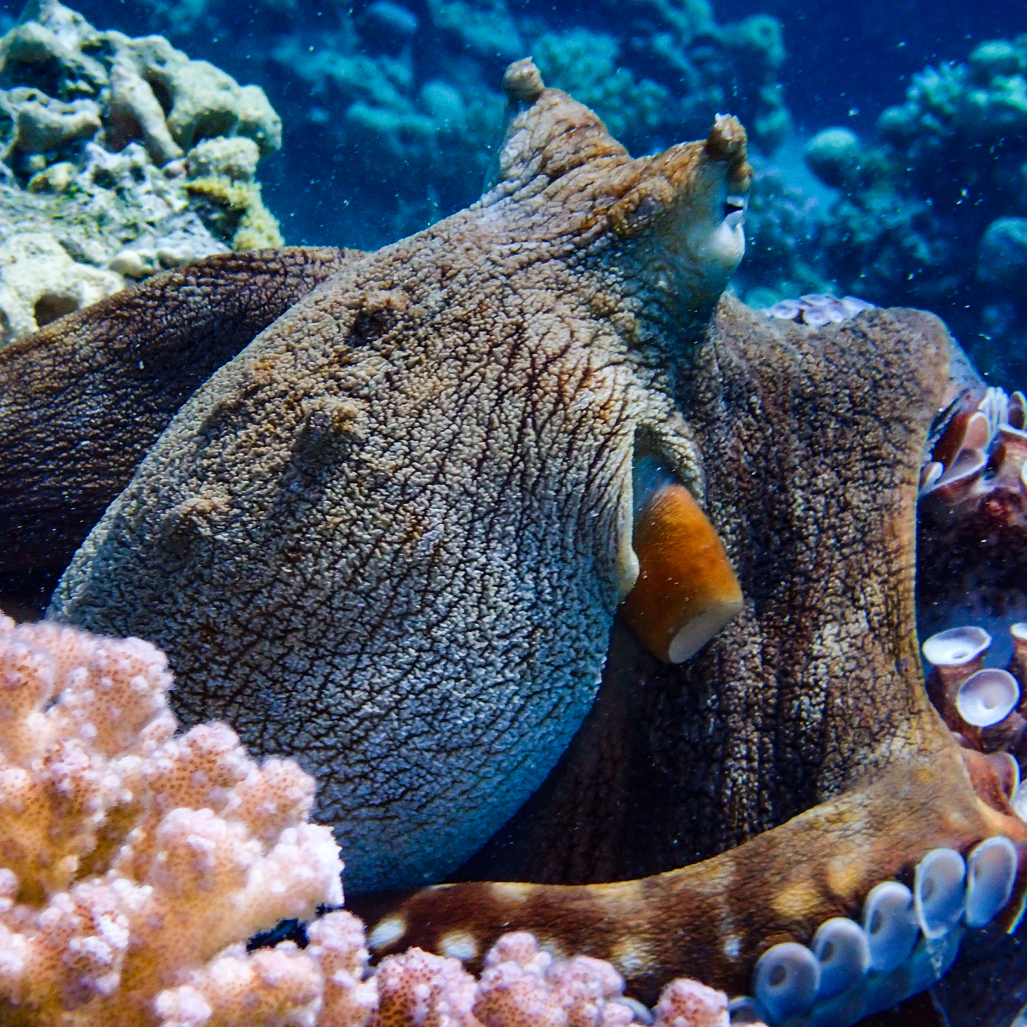 Octopus at Makadi Bay House Reef