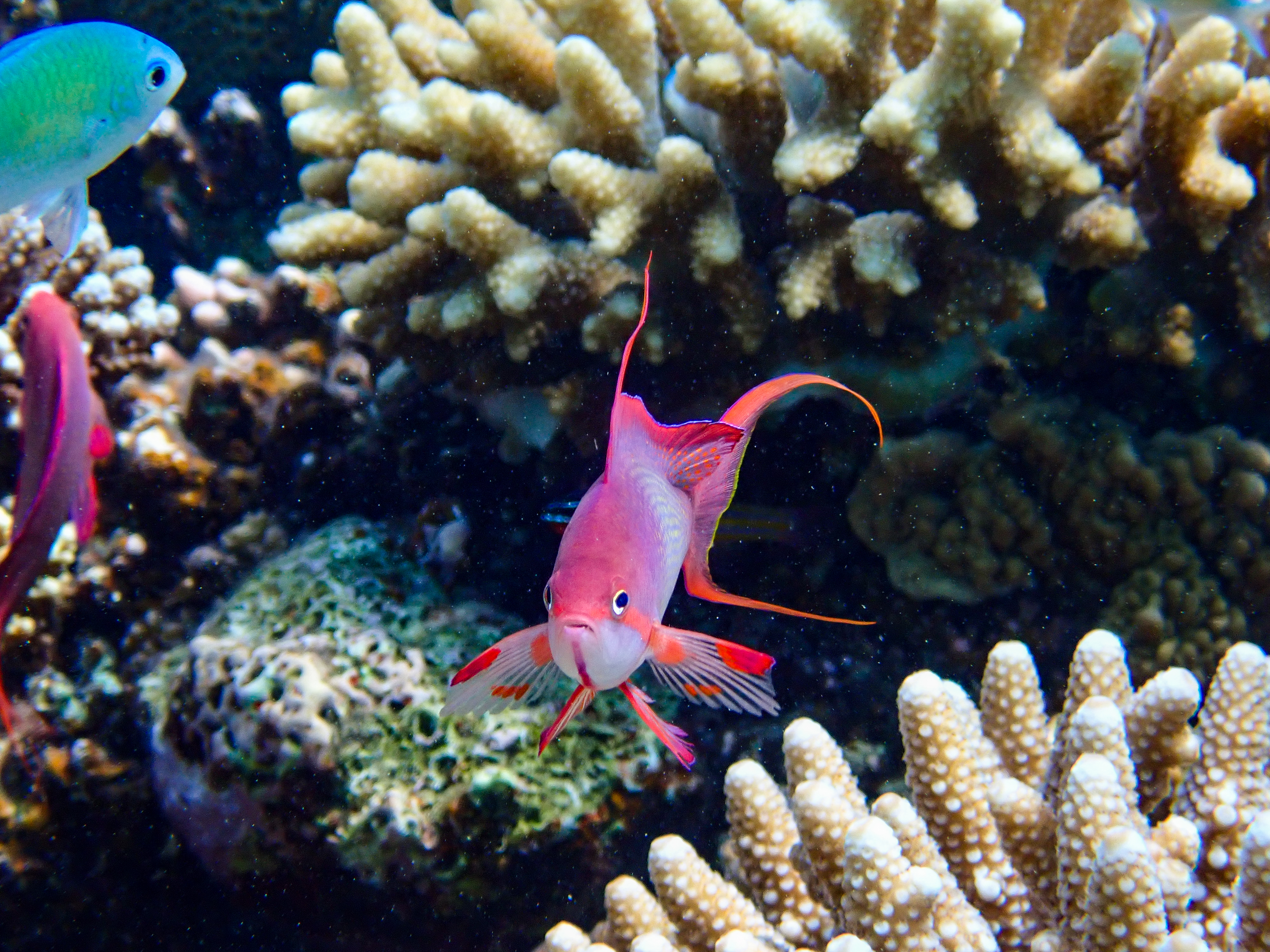 Beautiful Reef in Red Sea
