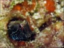 Aden Blenny