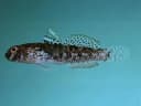 Anomolous Goby