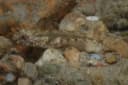 Anomolous Goby