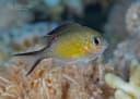 Arabian Chromis