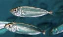 Arabian Scad