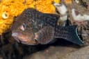 Areolate Grouper