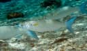 Bluespot Mullet