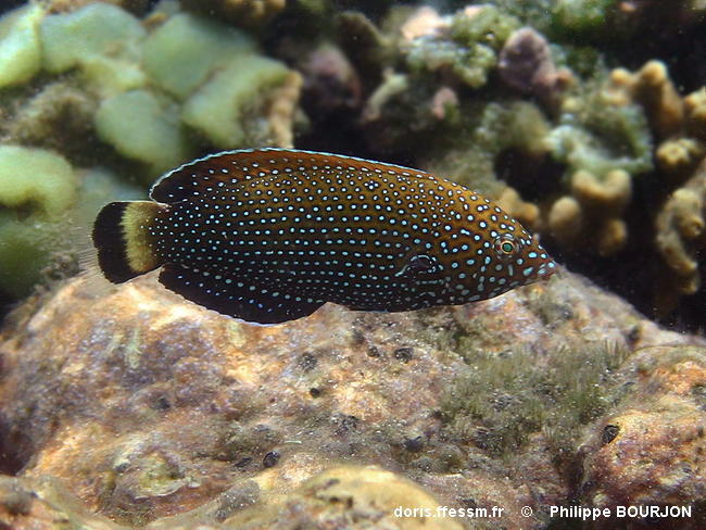 Bluespotted Wrasse