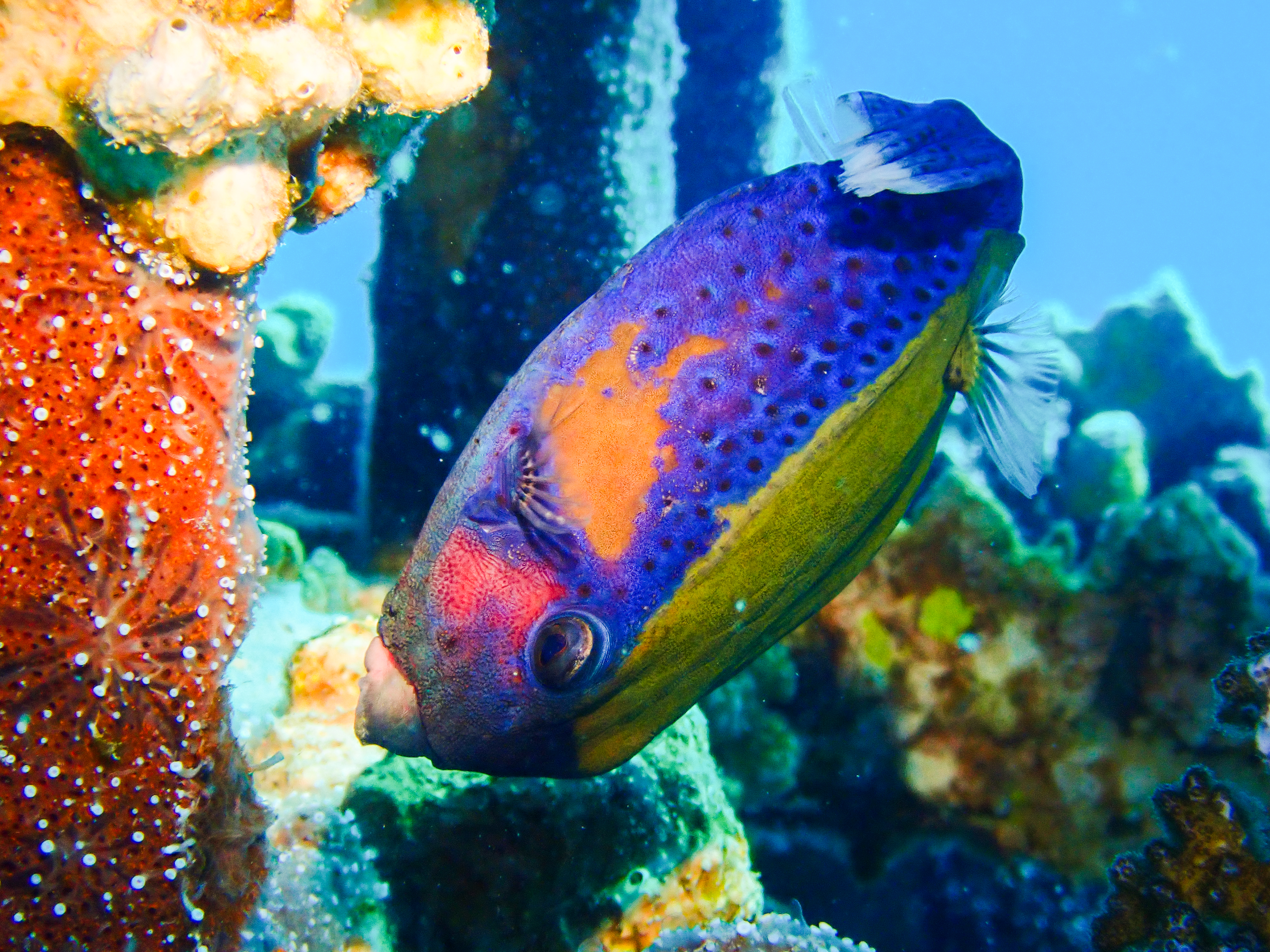 Bluetail Boxfish