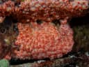 Brick Ascidian