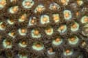 Button Polyp
