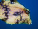 Camel Cowfish