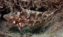 Clark’s Wrasse