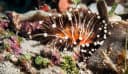 Clubtip Anemone
