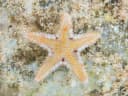Comb Sea Star