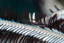 Crinoid shrimp
