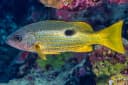 Dory Snapper