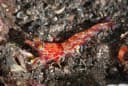 Egyptian prawn
