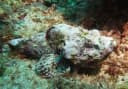 False Stonefish