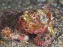 False Stonefish