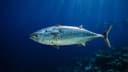 Frigate Tuna