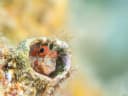 Fringed Blenny
