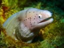 Geometric Moray