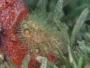 Glass Anemone