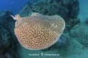 Gulf Torpedo