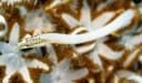 Herre’s Pipefish