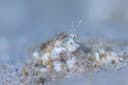 Highbrow Blenny