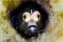Horned Goby