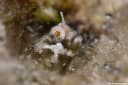 Horned Goby
