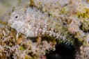 Jewelled Blenny