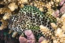 Leopard Blenny