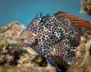 Leopard Blenny