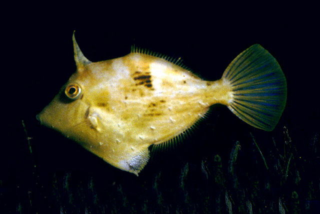 Lozenge filefish