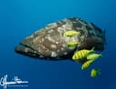 Malabar Grouper