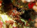 Marble Shrimp