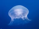 Moon Jellyfish