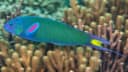 Moon Wrasse