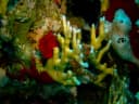 Net Fire Coral