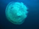 Nomad Jellyfish