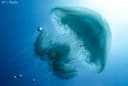 Nomad Jellyfish