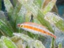 Oriental Wrasse