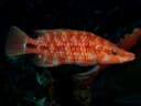 Oriental Wrasse