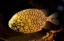 Pineconefish