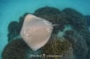Pink Whipray
