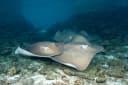 Pink Whipray